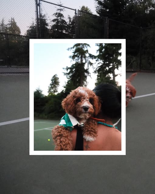 A curly-haired dog photographed outdoors with a film-frame effect